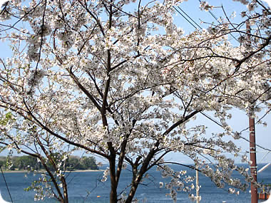 週末1DAY西浦江梨の桜クルーズ3/25,26は雨天中止